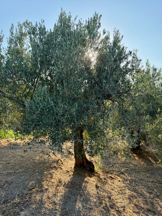 A single Koroneiki olive tree in the Peloponnese region of Greece, representing the single-source origin of our olive oil.